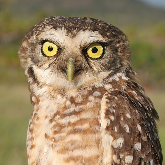 Burrowing Owl; Photo by K. Zyskowski