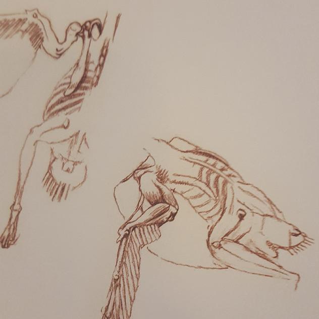 Bird Skeleton from Katrina van Grouw’s amazing book The Unfeathered Bird