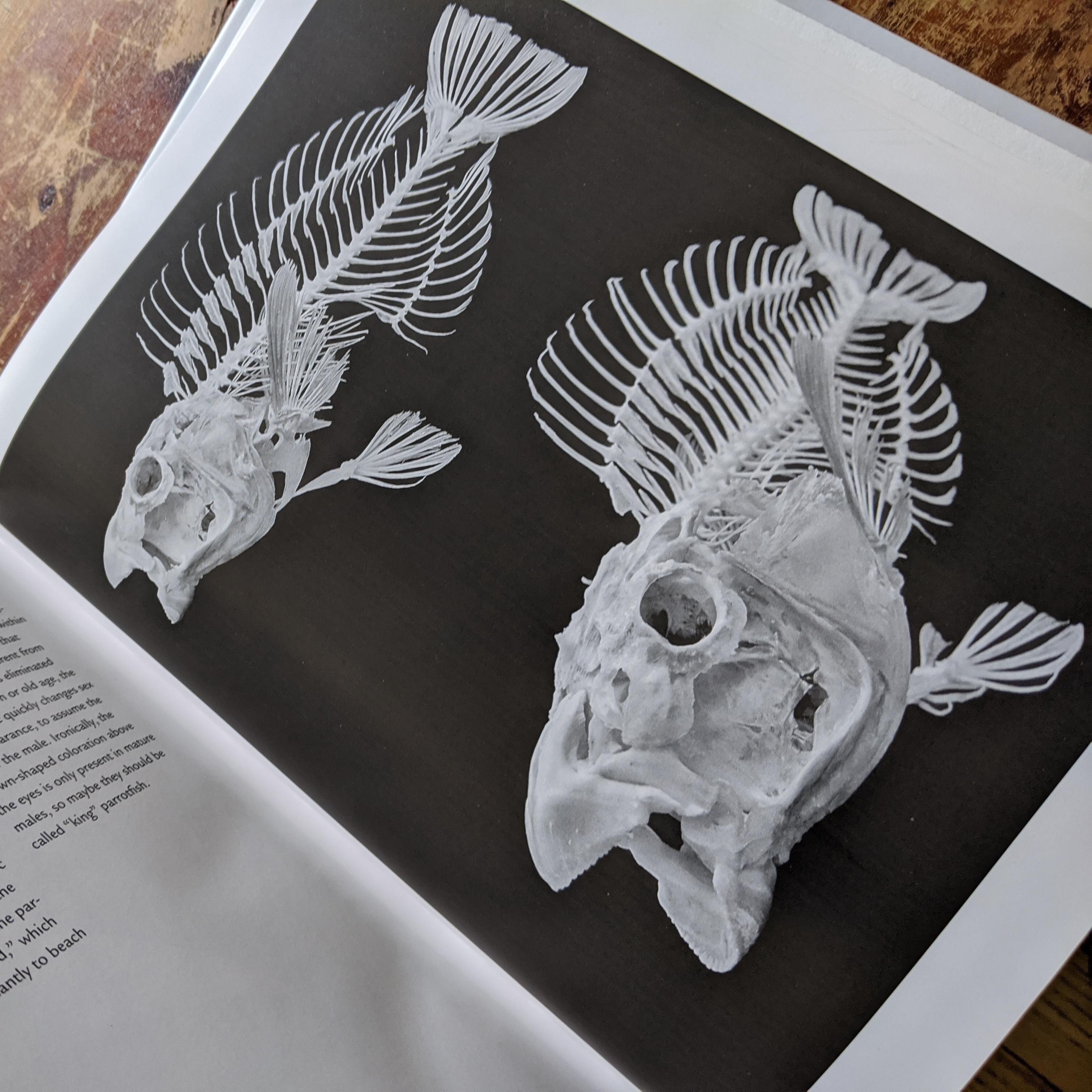 The Skeleton Revealed: An Illustrated Tour of the Vertebrates.