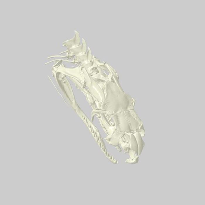 CT scanned snake skull