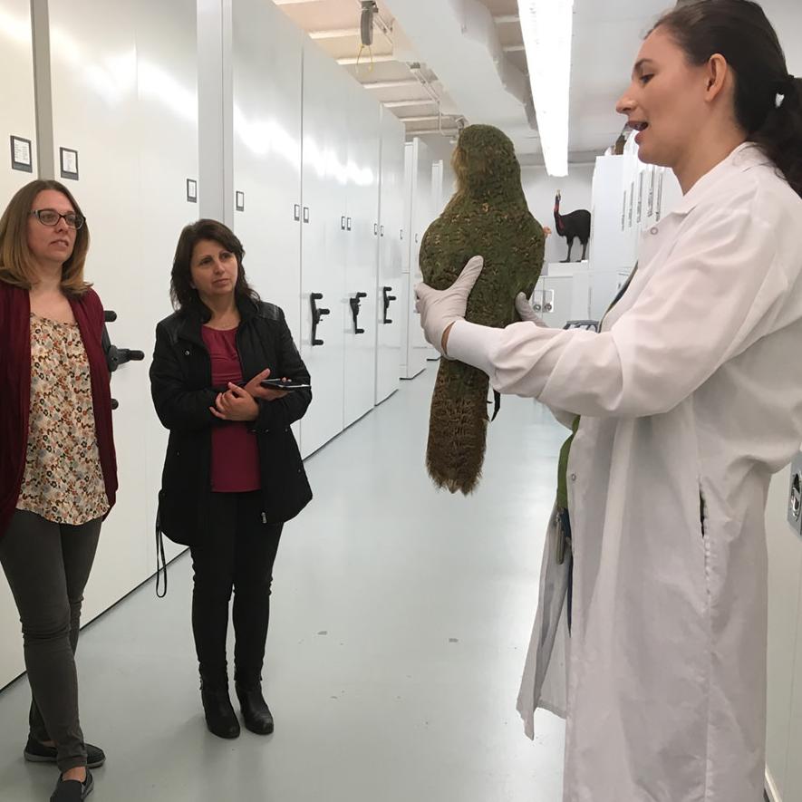 Student-led collections tour - Ornithology