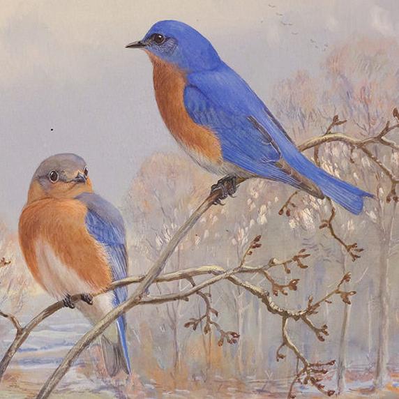 Painting of birds by the Canadian Artist Allan Brooks