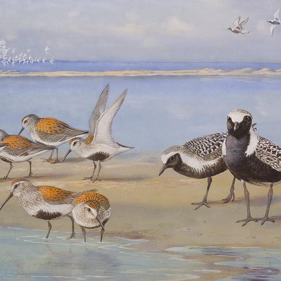 Painting of birds by the Canadian Artist Allan Brooks