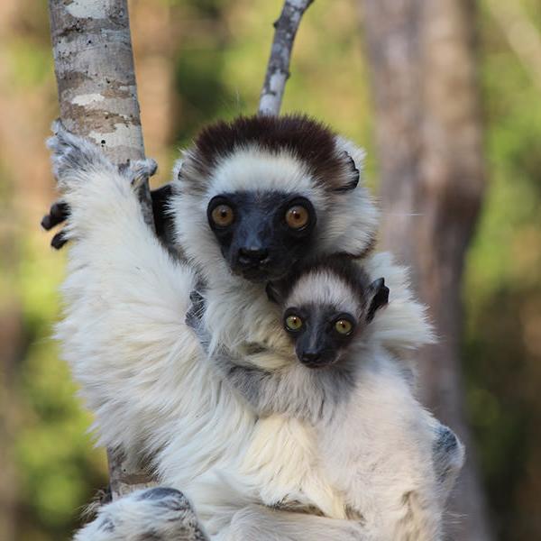 Mom and baby sifaka at Bezà Mahafaly Special Reserve, Madagascar.