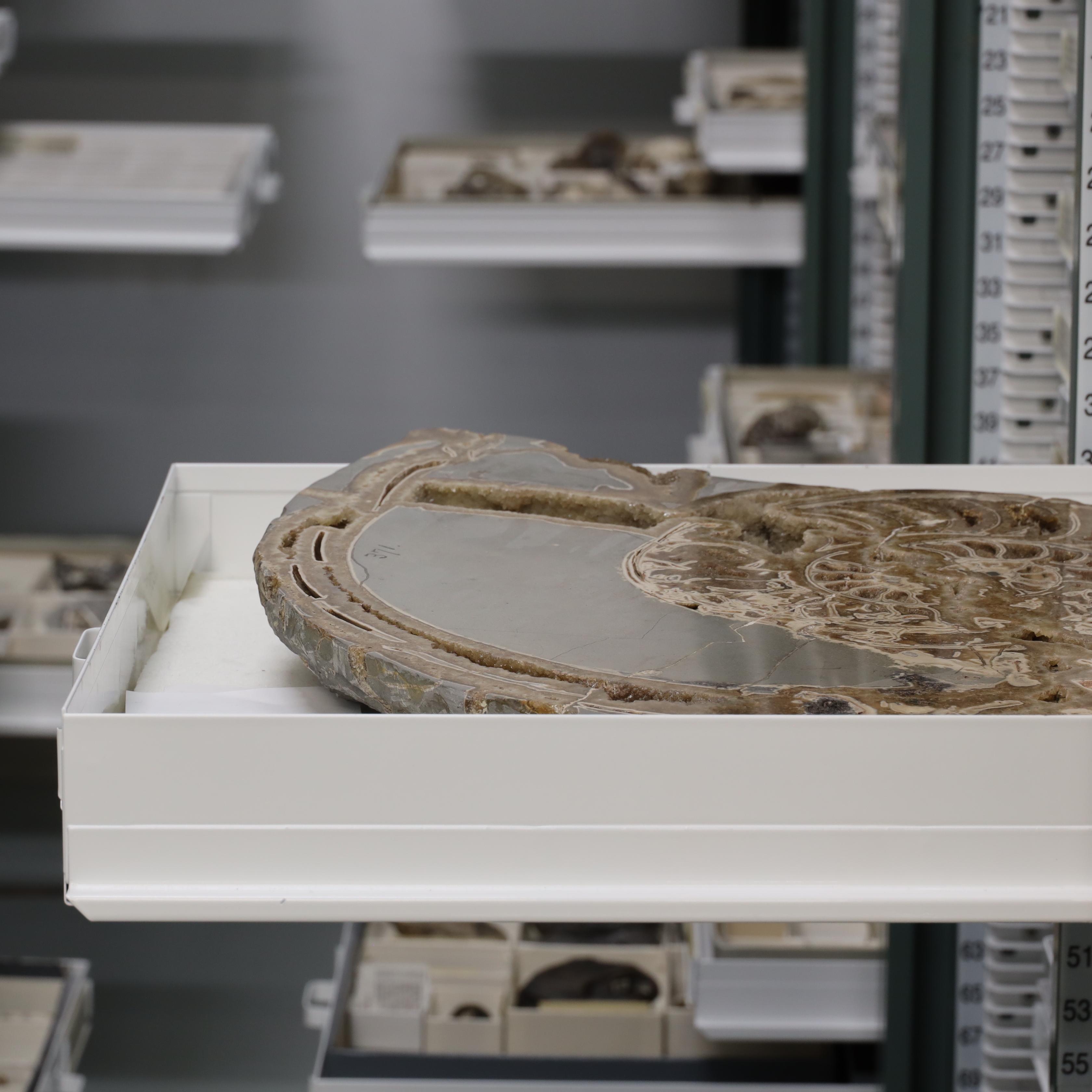 A white cabinet drawer holding a large ammonite fossil with several other open drawers visible in the background.