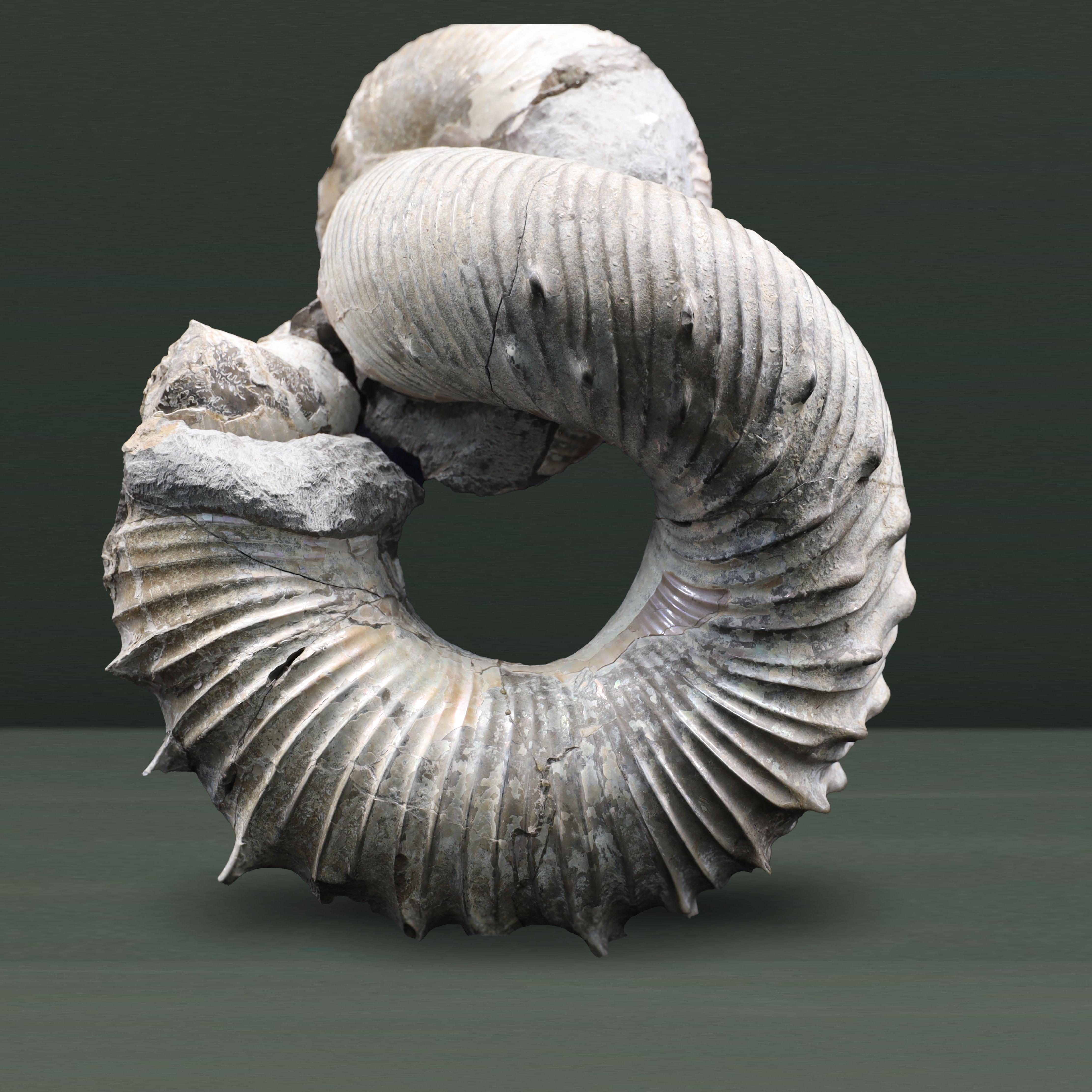 An ammonite fossil shaped like a donut with an extra curve on top.