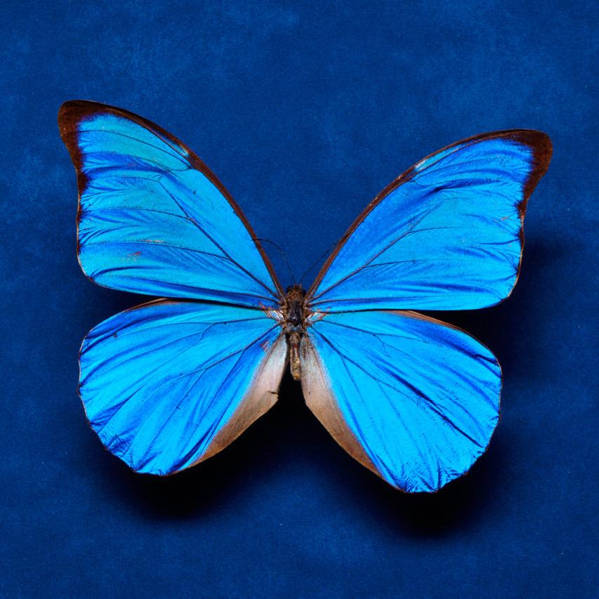 Blue Xerxes butterfly