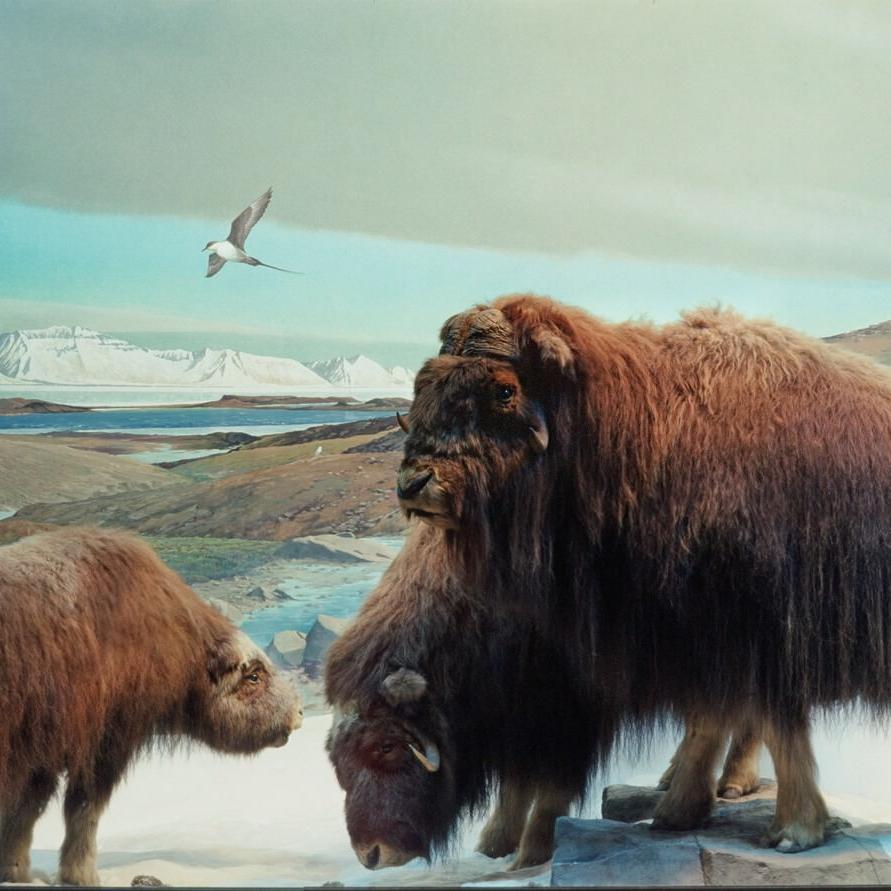 High Arctic Tundra Diorama