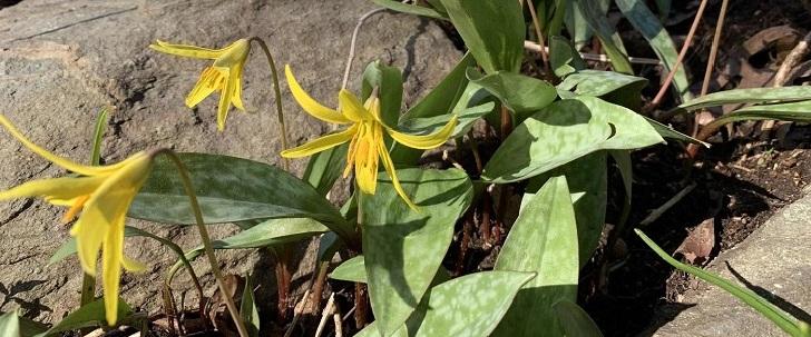 trout lillies