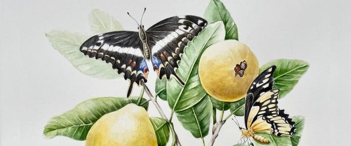 Butterflies