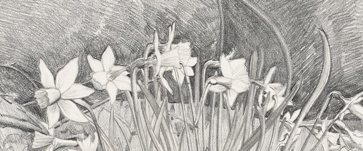 Daffodils in pencil