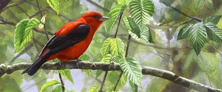 Scarlet tanager on a branch