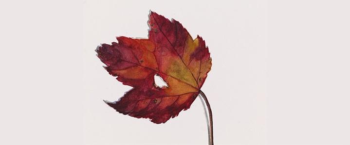 Maple leaf watercolor