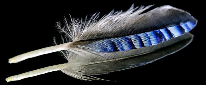 blue jay feather on a mirrored surface