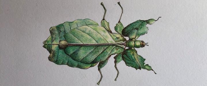 A leaf-shaped mantis drawing in colored pencil