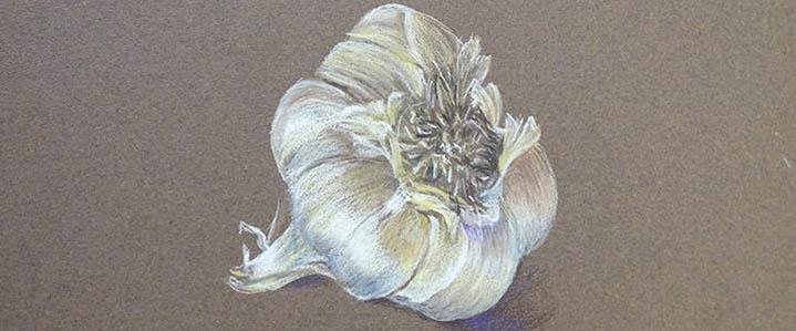 colored pencil illustration of garlic bulb