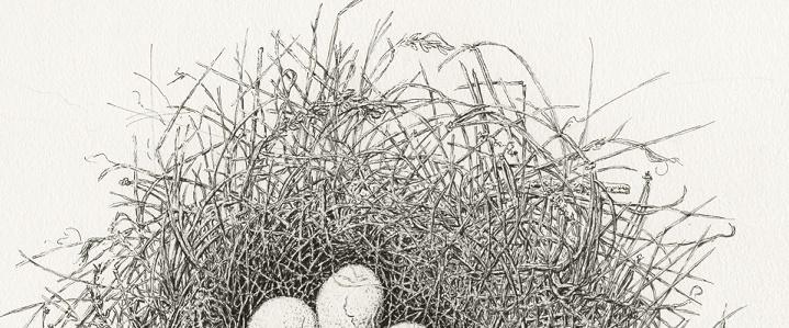 High-detail sketch of bird nest with eggs