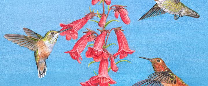 drawing of hummingbirds feeding on red flowers