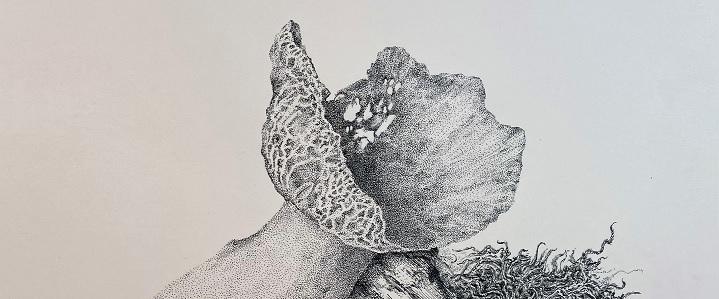 Pen and ink drawing of fungus