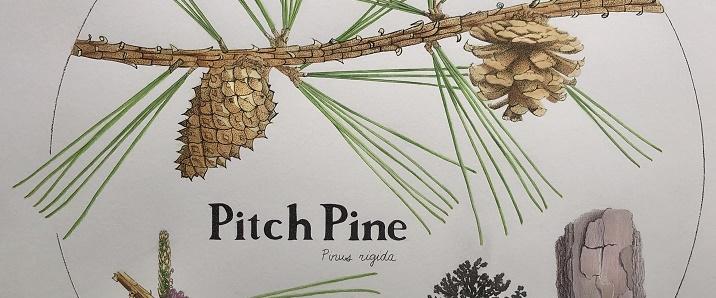 pitch pine drawing