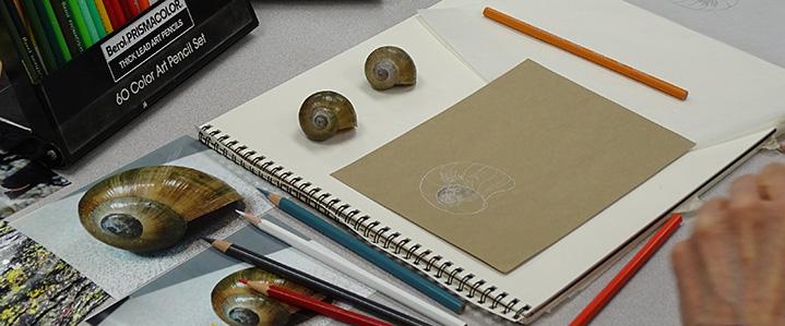 Drawing snails from models with colored pencil