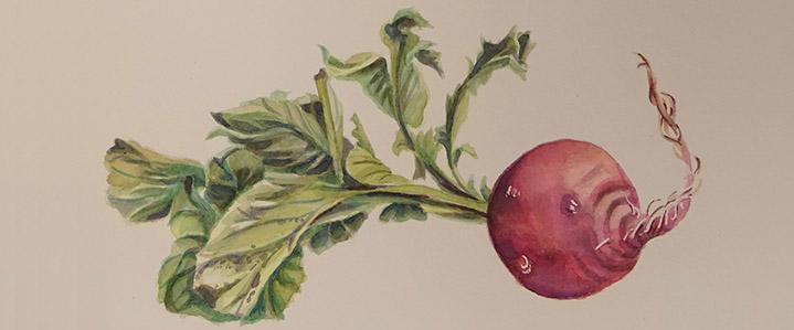 Watercolor painting of a radish