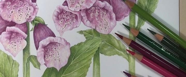 Colored pencils with sketch of foxglove flowers