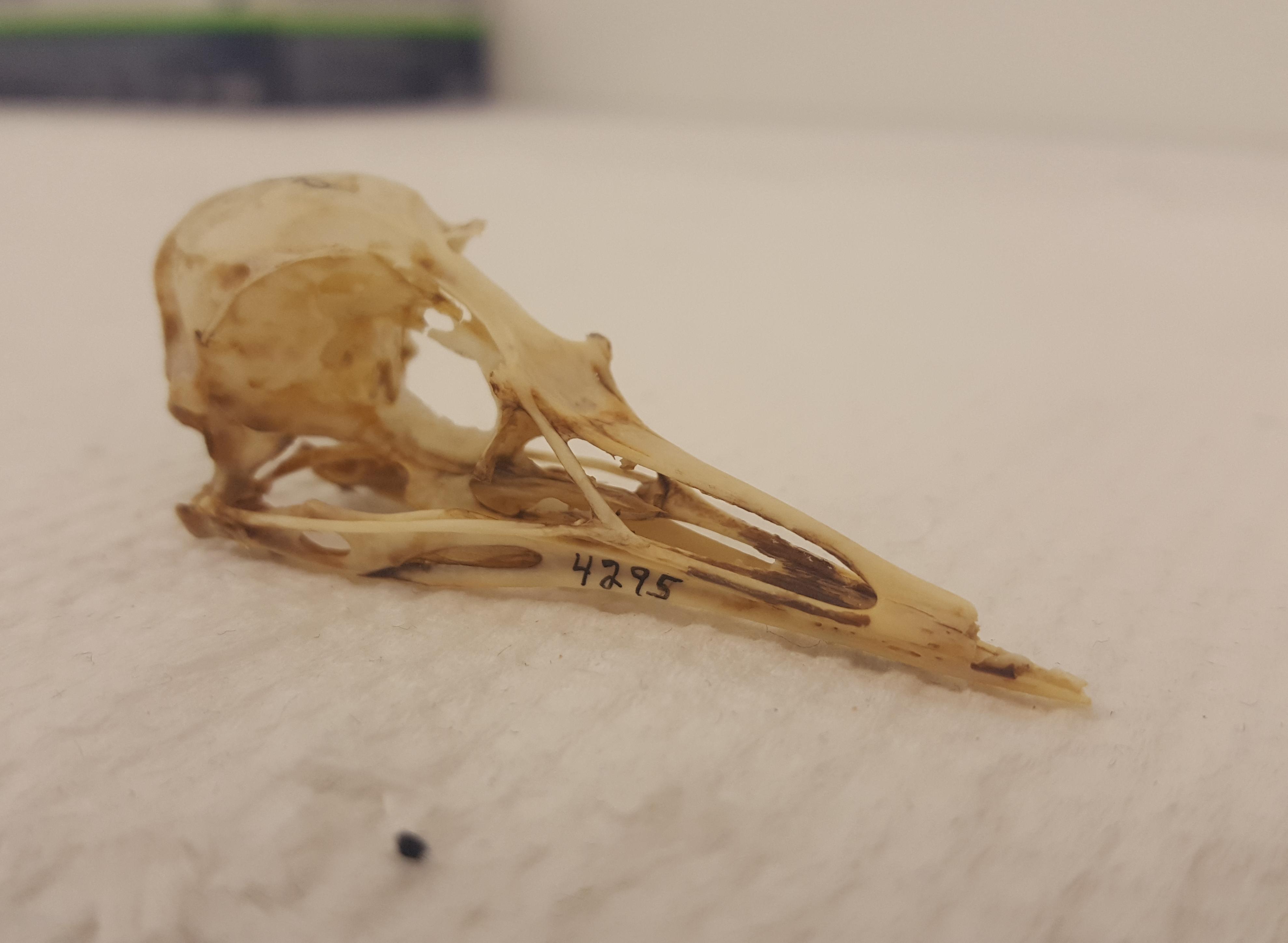 marbled murrelet skull