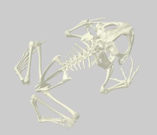  Anaxyrus fowleri skeleton