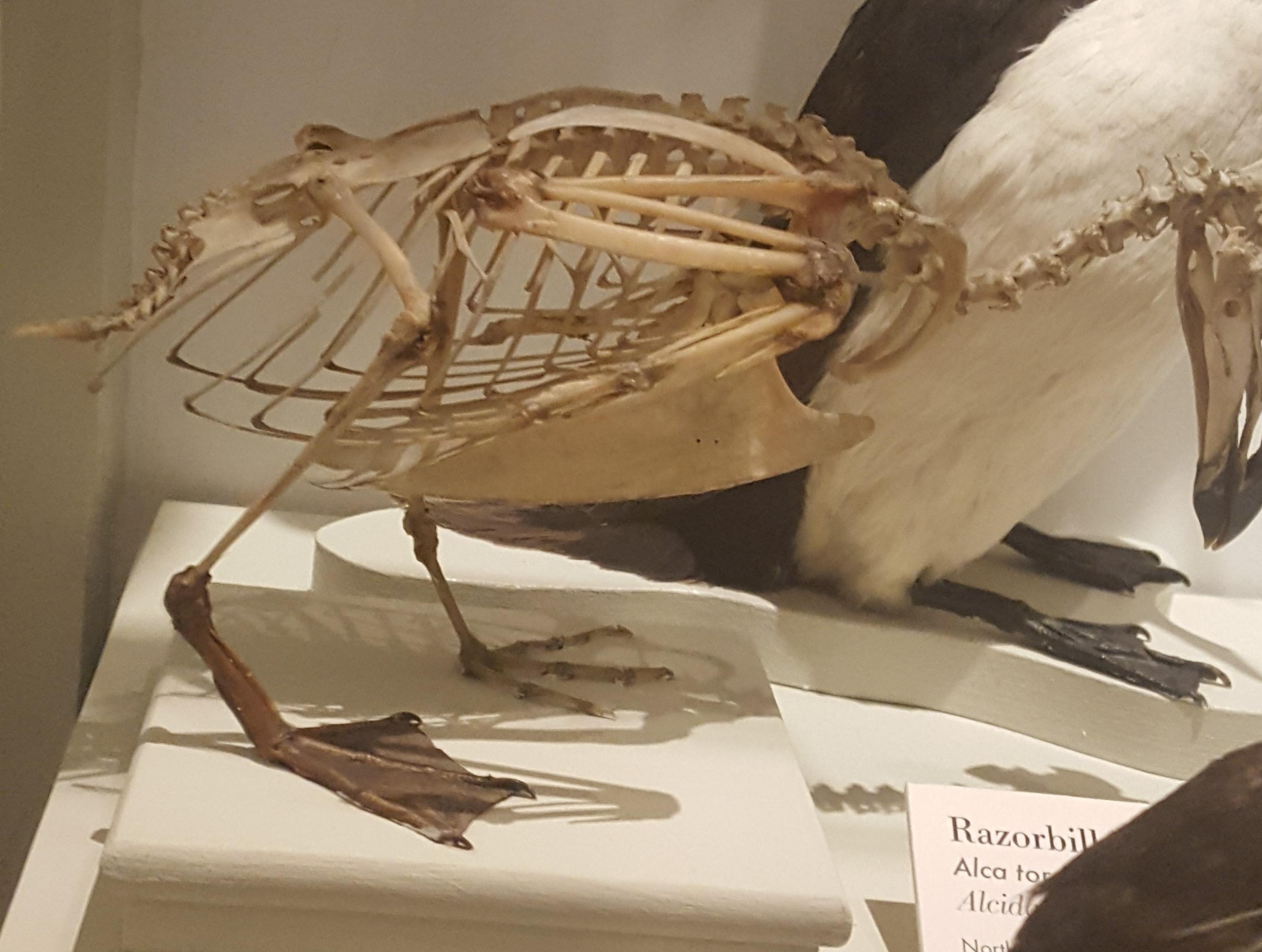 razorbill skeleton