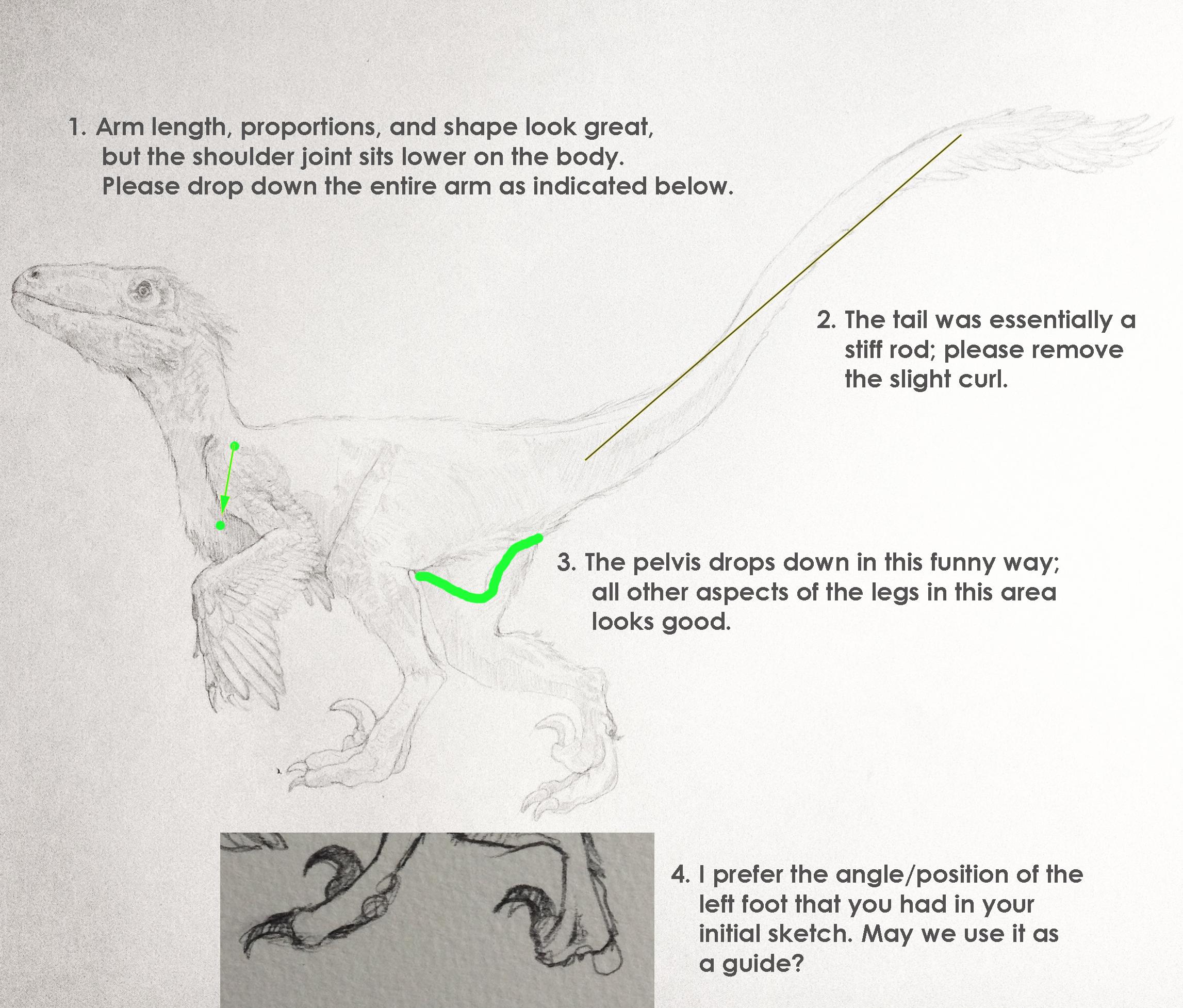 Deinonychus (Deinonychus antirrhopus) Dimensions & Drawings