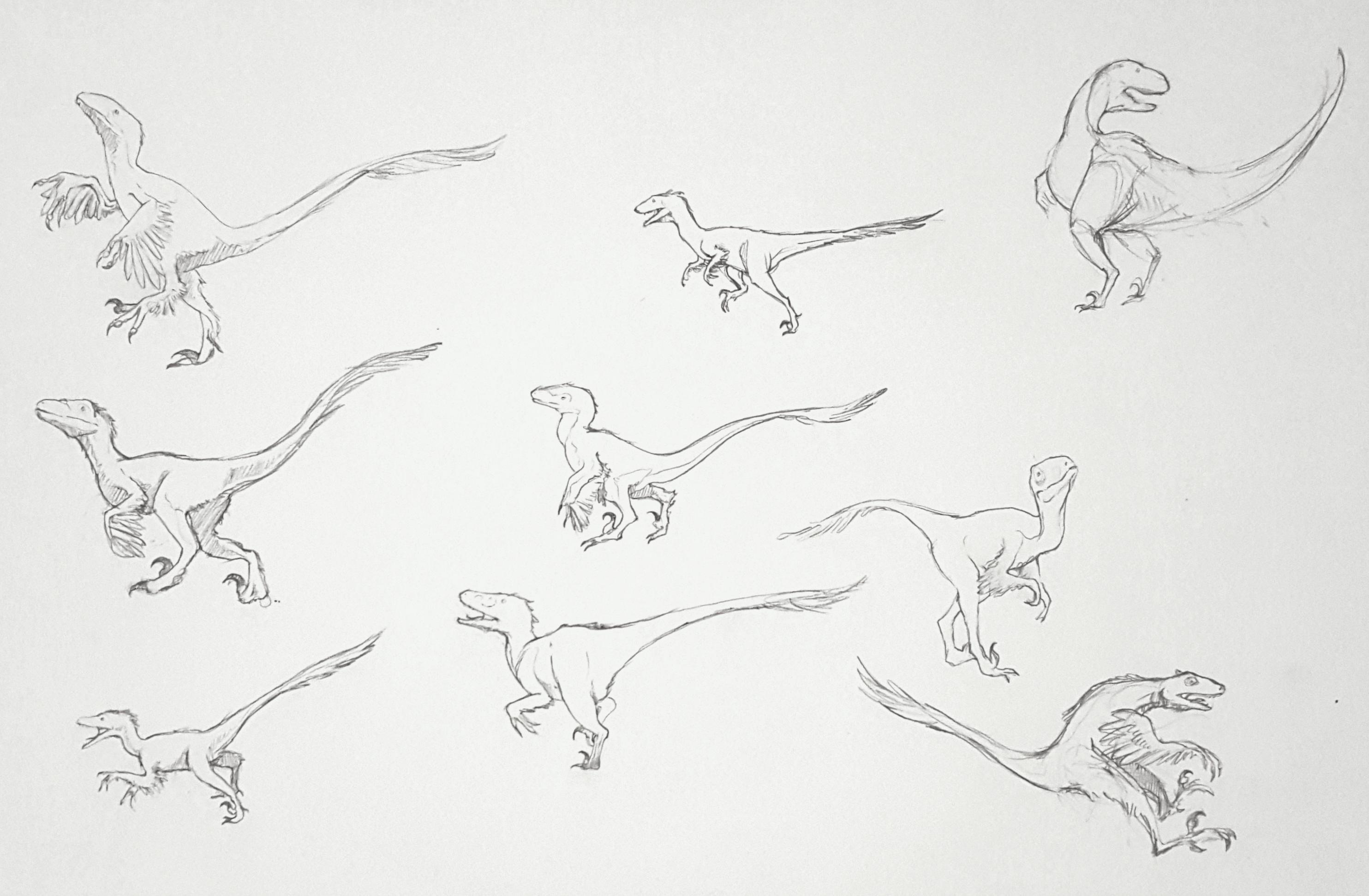 Deinonychus (Deinonychus antirrhopus) Dimensions & Drawings