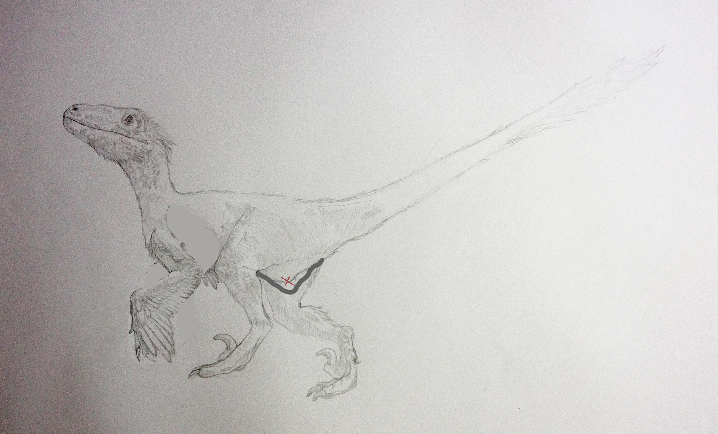 Deinonychus drawing 