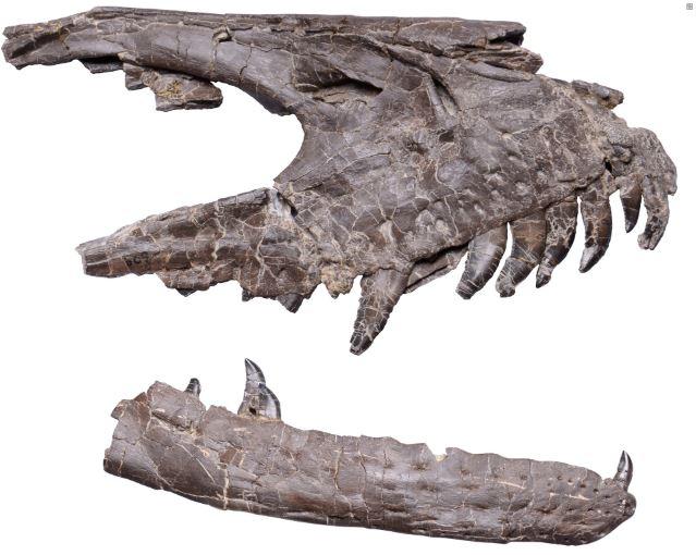 Deinonychus fossil 