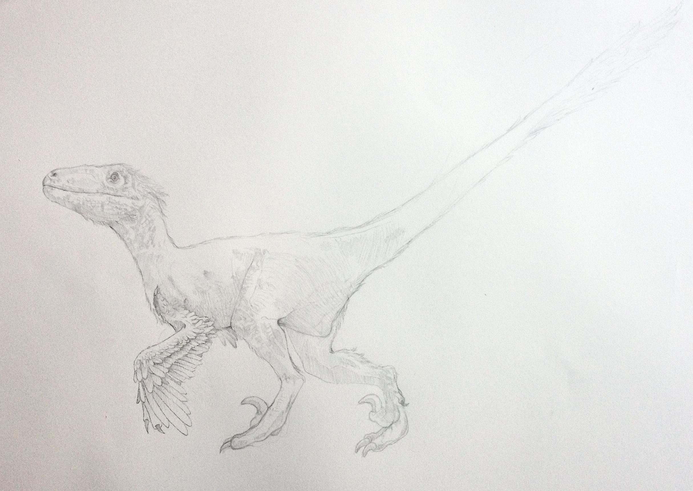 Deinonychus final drawing