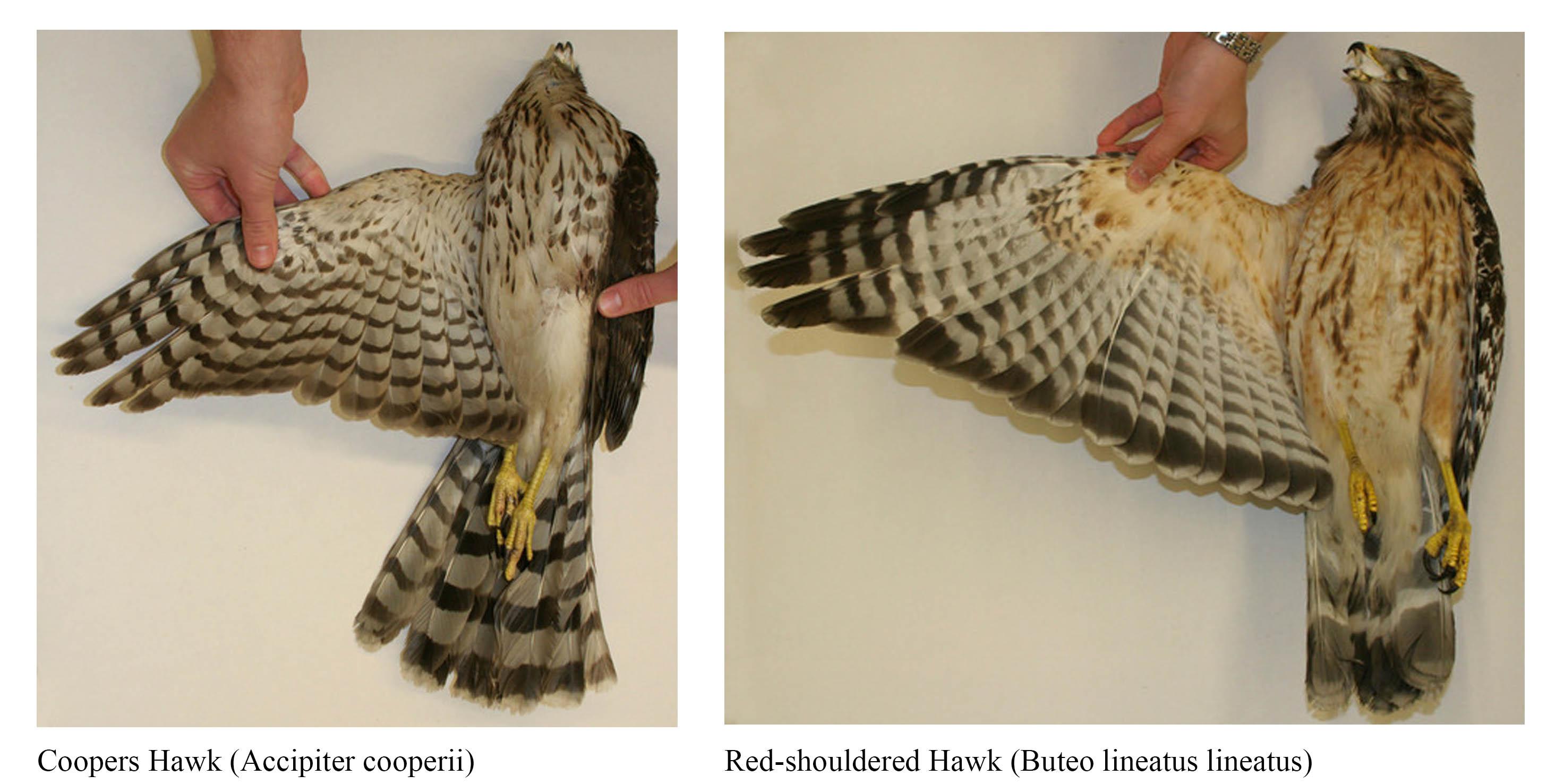 Hawk specimens  