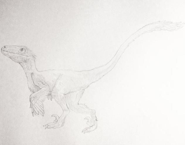 Deinonychus sketch 