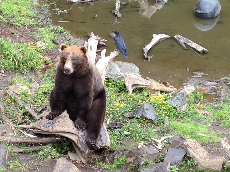 Brown bear