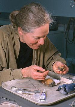 Reattaching the head of a bird specimen in the Peabody’s Education Department teaching collection