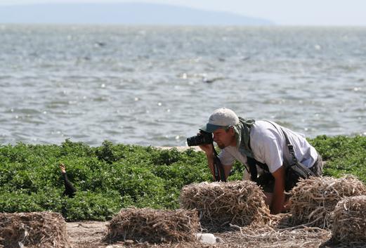 A scientist in the field photographs a black seabird on the shores of the Black Sea