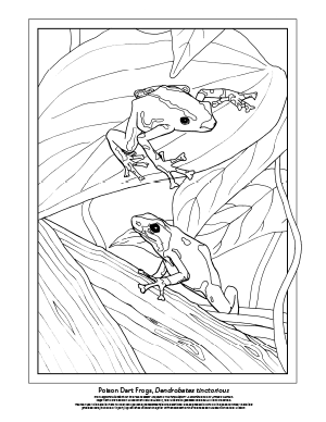 Poison Dart Frogs, Dendrobates tinctorious