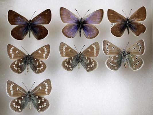 YPM ENT 447194: Glaucopsyche lygdamus (Dbldy.) - Xerces blue butterflies (extinct)