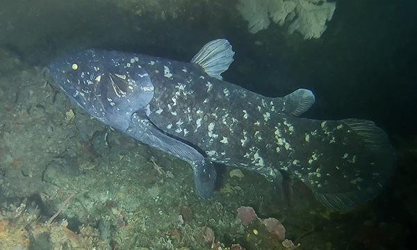 Coelacanth off Pumula on the KwaZulu-Natal Coast, South Africa