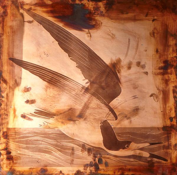 Original copper plate for John J. Audubon's Birds of America