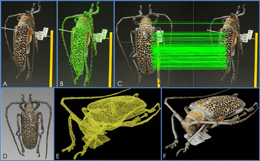 Digitization process of a YPM entomological specimen