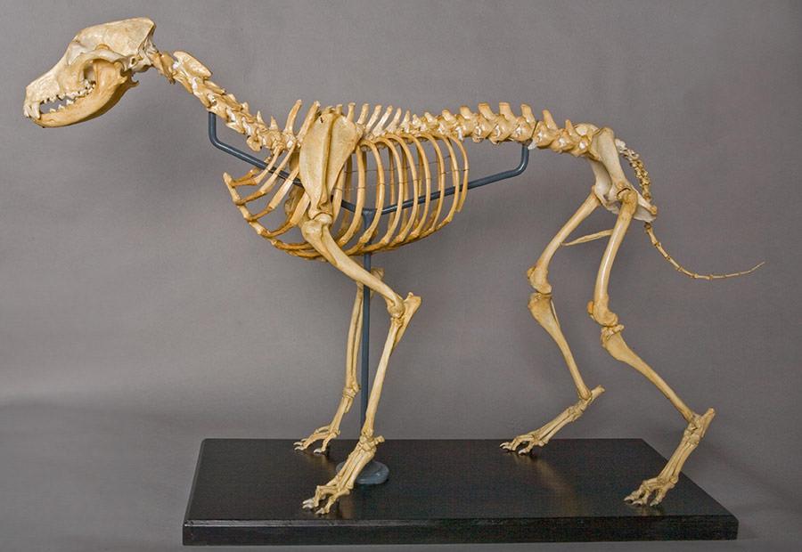 YPM MAM 007243: "Togo" (Canis familiaris) skeleton
