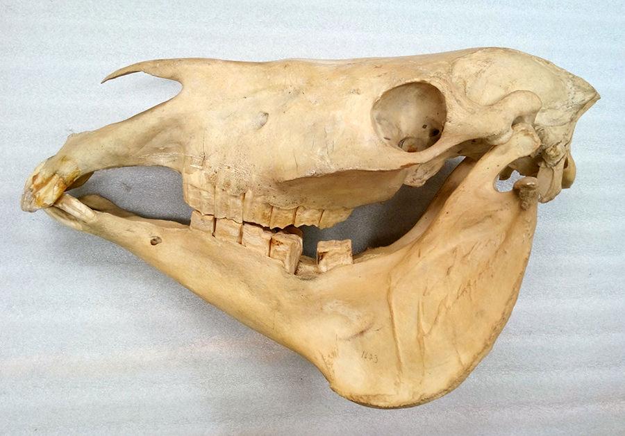 YPM MAM 007481: Skull of Equus quagga quagga
