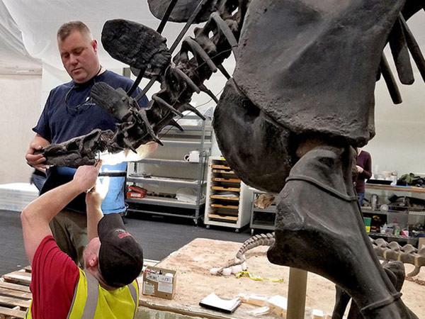 Handling a Stegosaurus skeleton