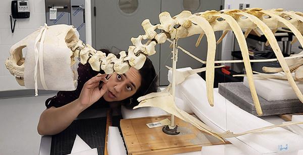 Mariana with sea turtle skeleton