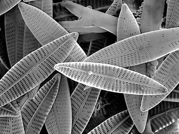 Marine diatoms. (Photo by Mogana Das Murtey and Patchamuthu Ramasamy. Licensed under the Creative Commons Attribution-Share Alike 3.0 Unported license.)